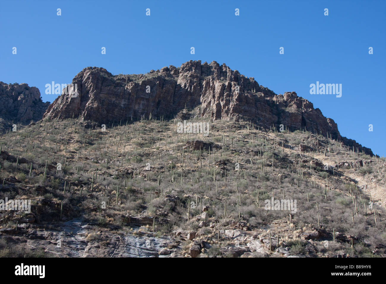 Suguaro Kaktus in Sabino Canyon Arizona. Tucson, AZ Stockfoto