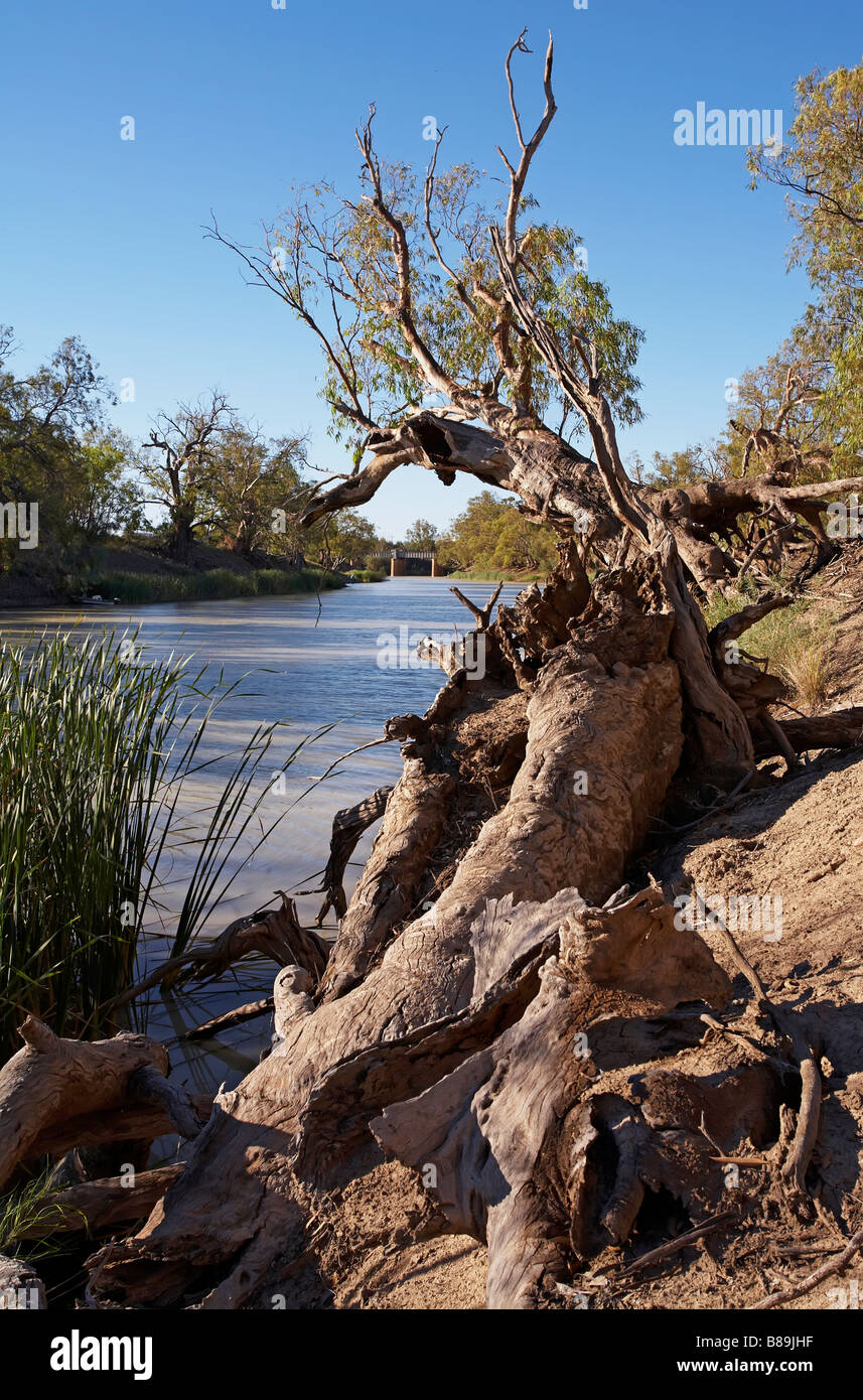 Darling River, Menindie Stockfoto