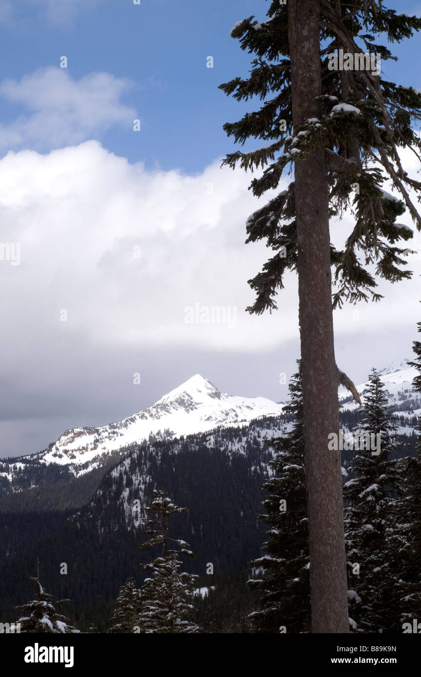 Wildnis-Mt. Rainier Nationalpark mit einem Teil des Bereichs Tatoosh im Bild hier in der Nähe von südlichen Parkeingang Stockfoto