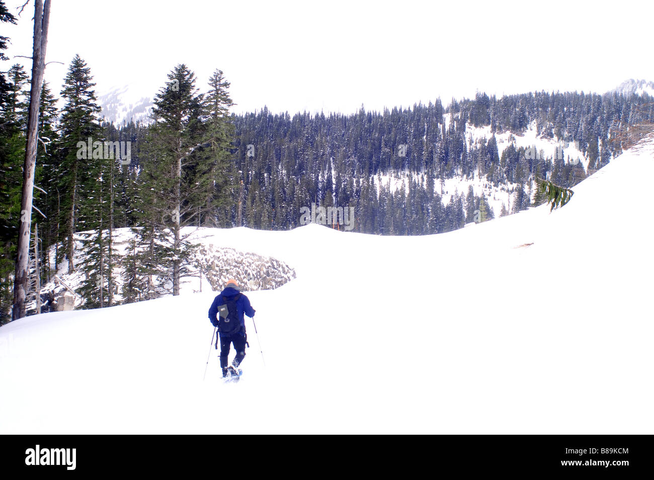 Ein Wanderer Backpacker trägt seine Schneeschuhe an der Seite des Mt. Rainier Stockfoto