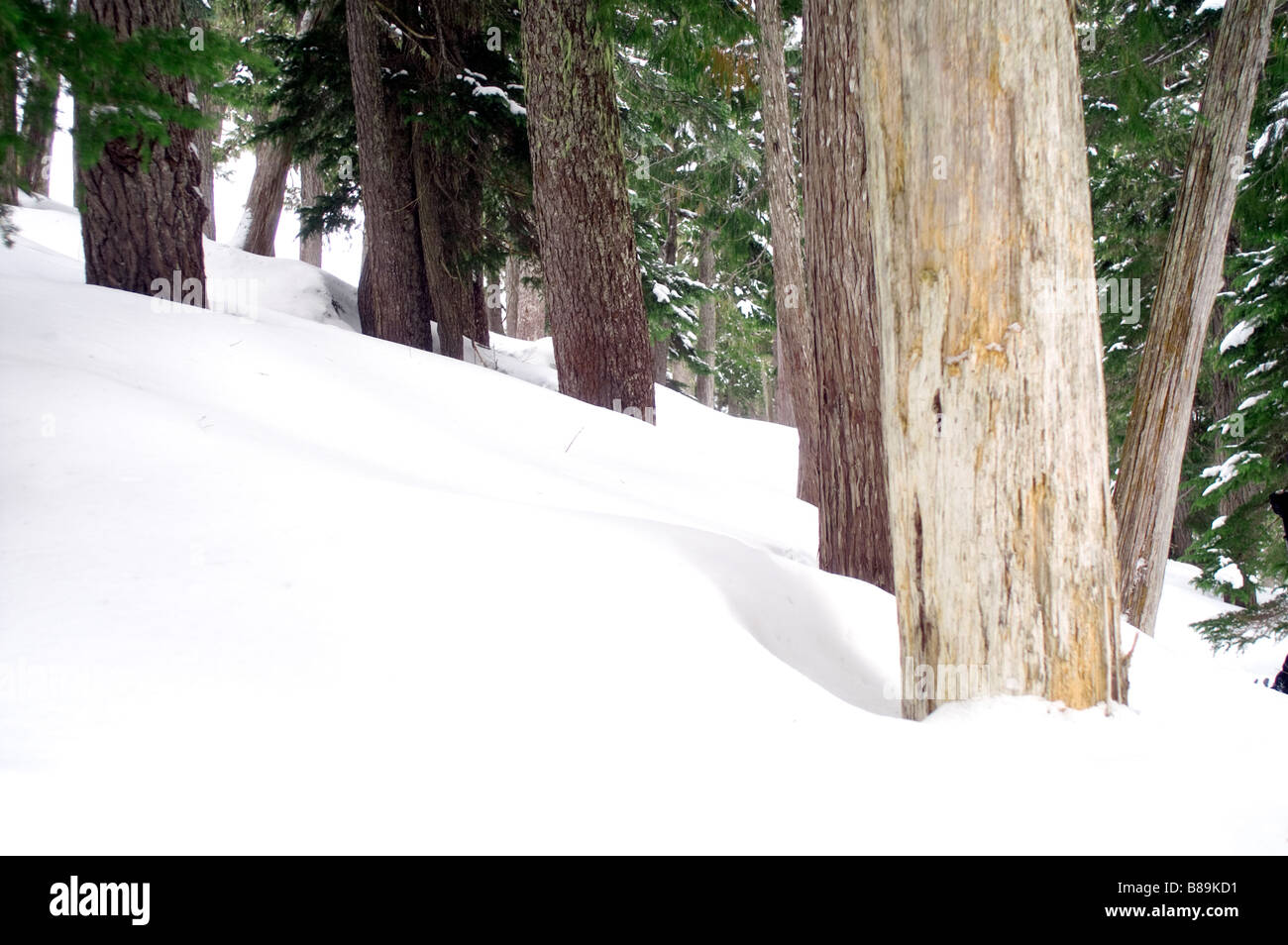 umgestürzten Baum bedeckt Wald Holz Schneeverwehungen eingeschneit Stockfoto