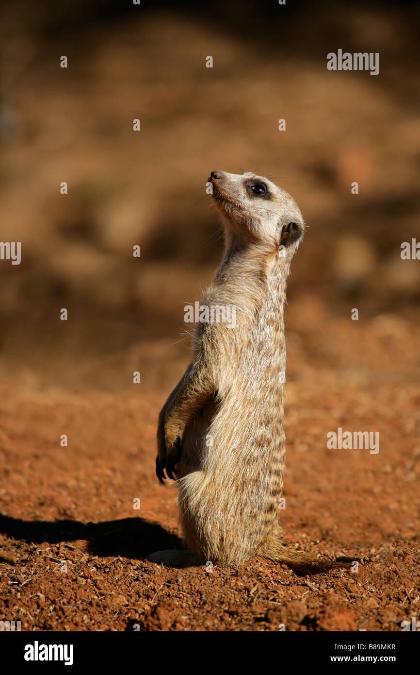 Alert Erdmännchen oder Suricate (Suricata Suricatta) stehend auf Hinterbeinen in Erwartung der Gefahr, Südafrika Stockfoto