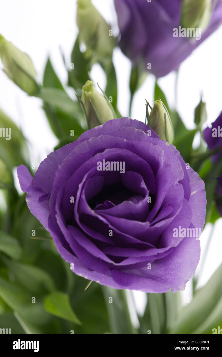 Rosenähnliche blume Fotos und Bildmaterial in hoher Auflösung Alamy