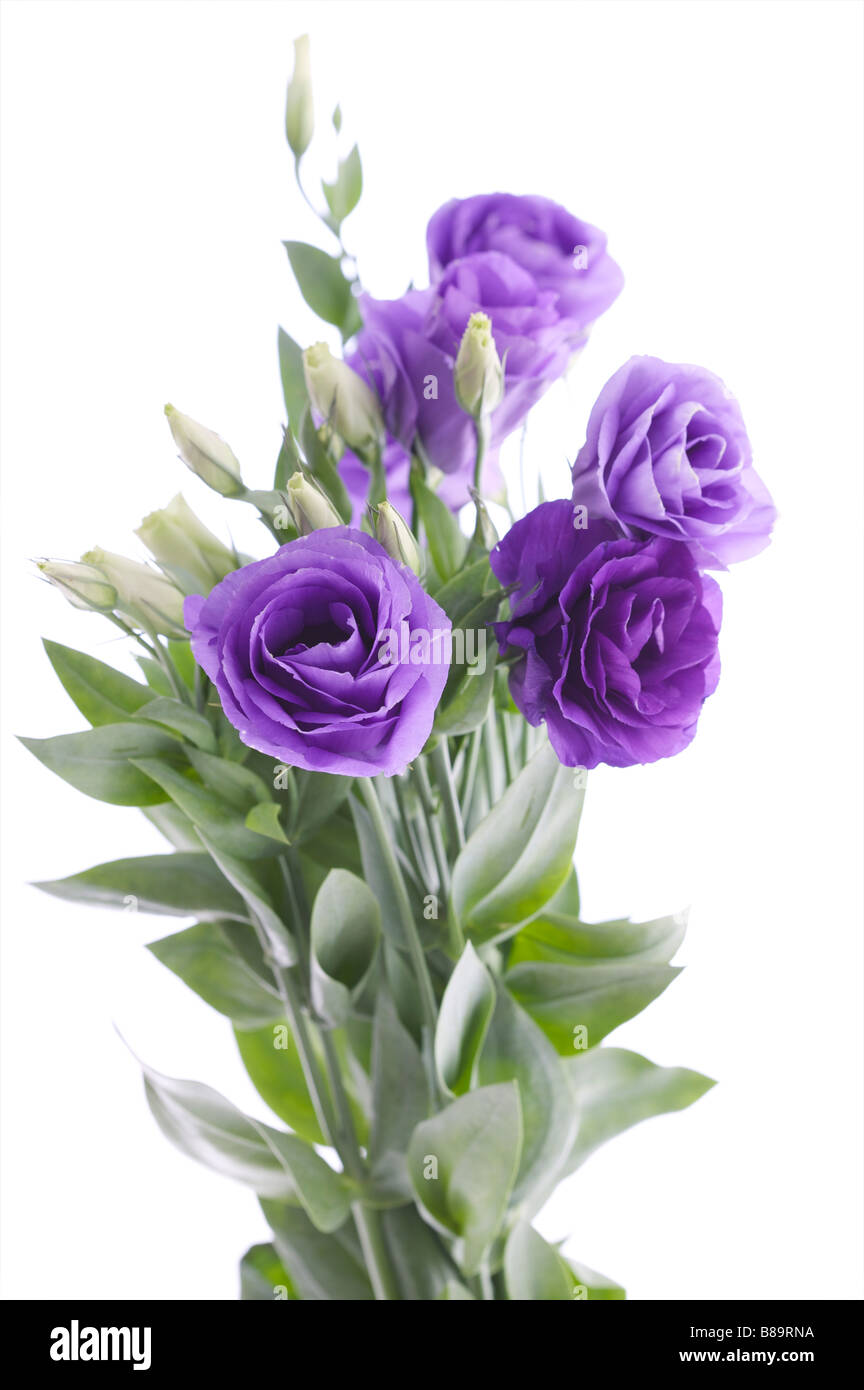 Geschnitten Sie lila Blüten als Bündel, als ob in Vase, violette Köpfe wie stieg Stockfoto