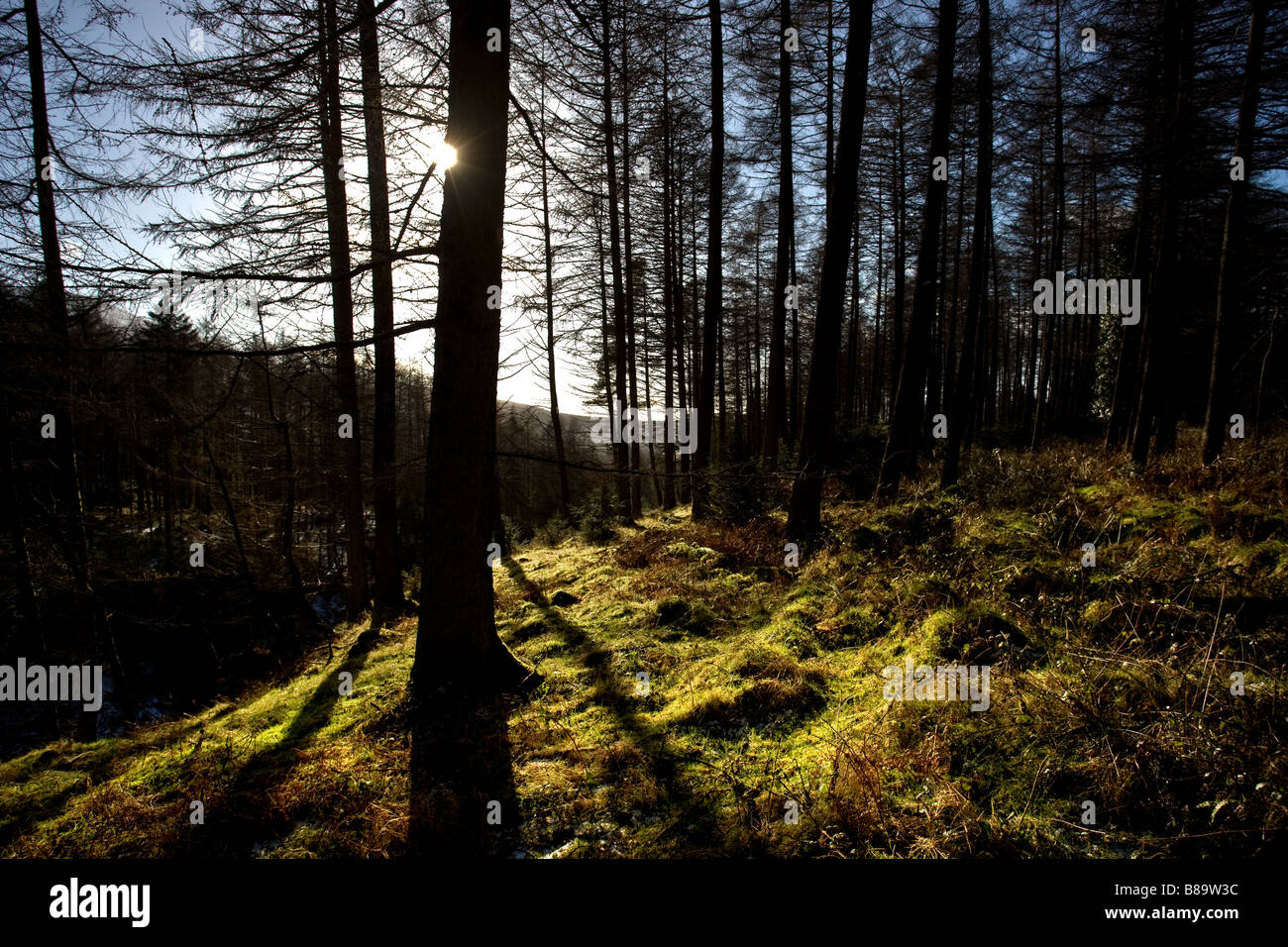 Galloway Waldpark Dumfries and Galloway, Schottland Stockfoto