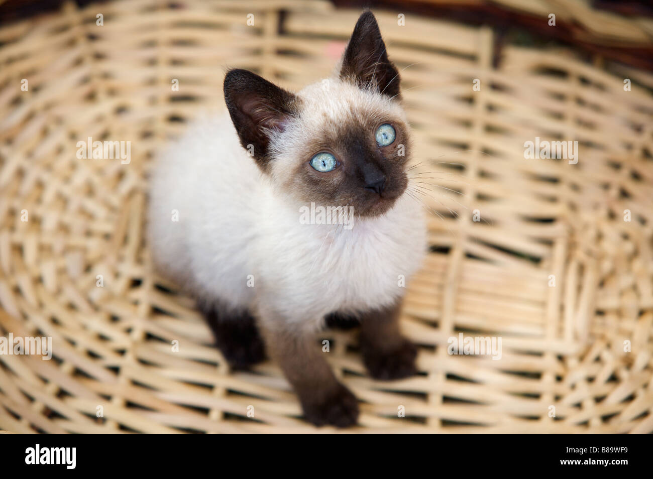 kostbare kleine Katze in einem Korb nach oben Stockfoto
