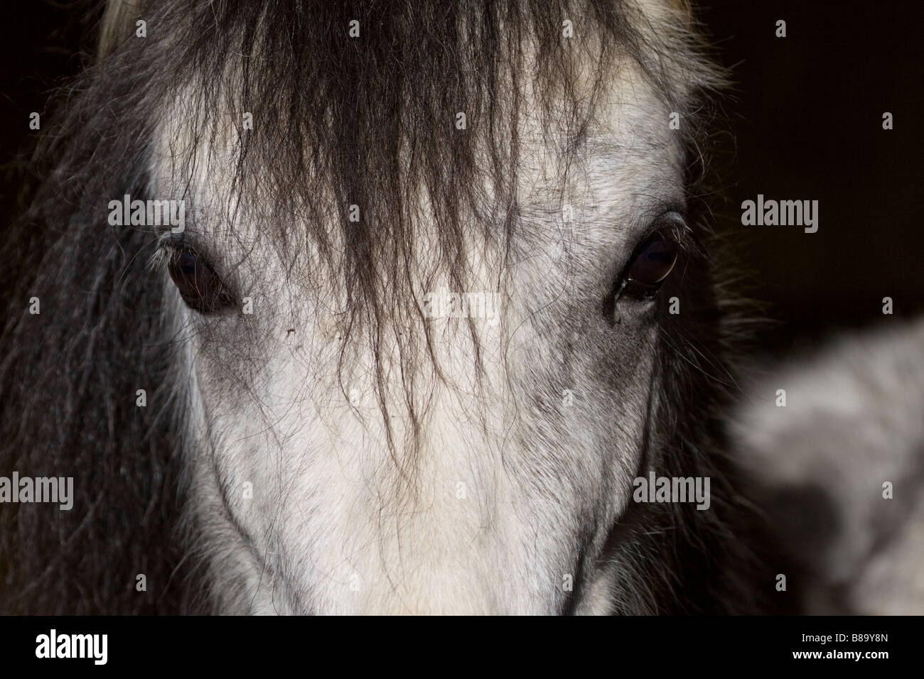 Kopfprofil Welsh Mountain Ponys im Stall Stockfoto