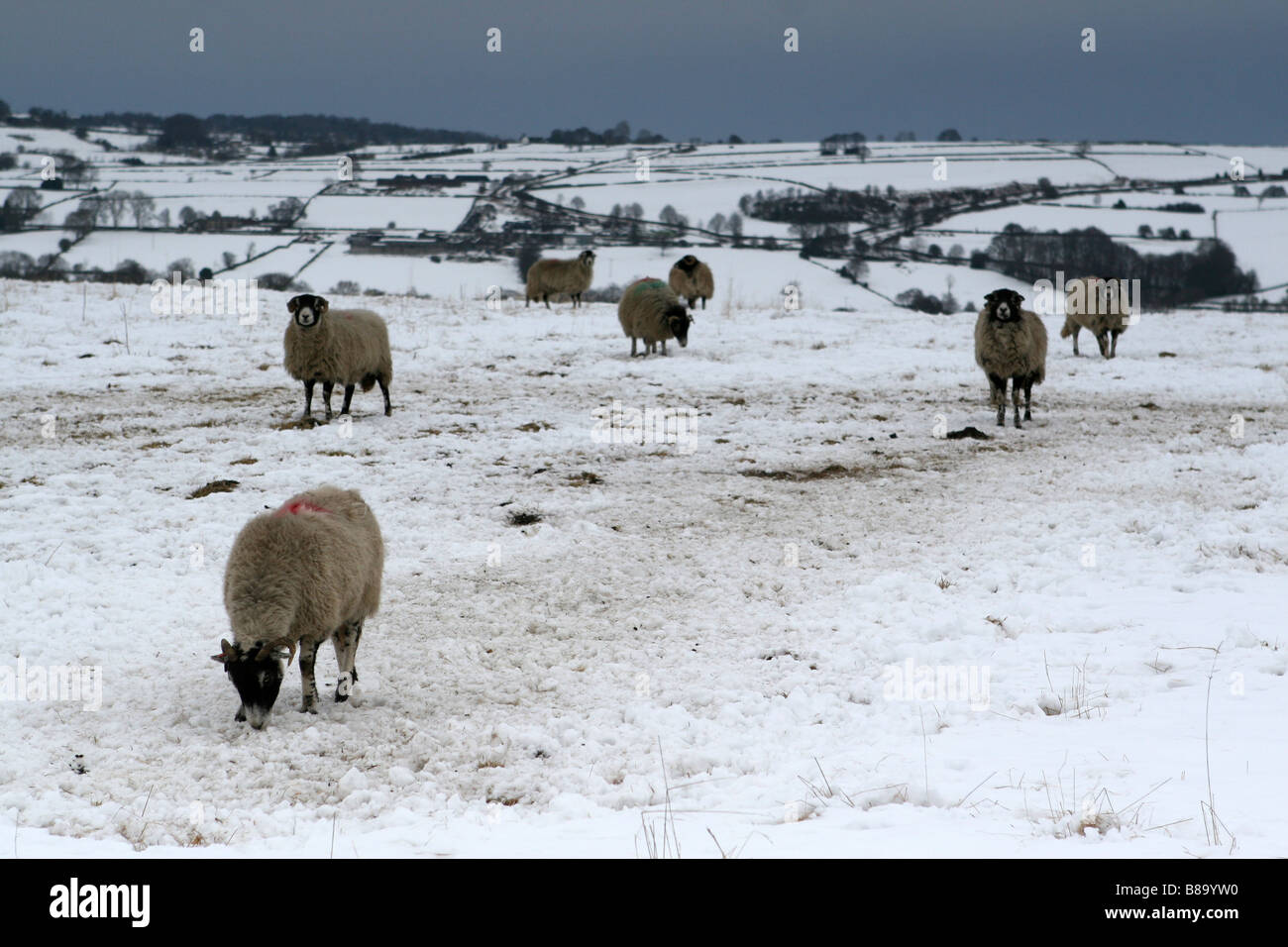 SCHAFE GRASEN AUF EINEM VERSCHNEITEN FELD IN MATLOCK, PEAK DISTRICT. Stockfoto