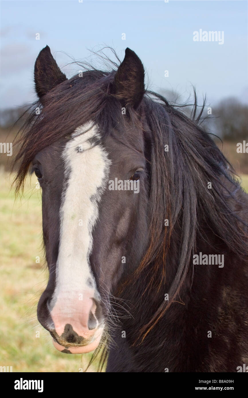 Porträt der Pferdekopf mit der Mähne im wind Stockfoto