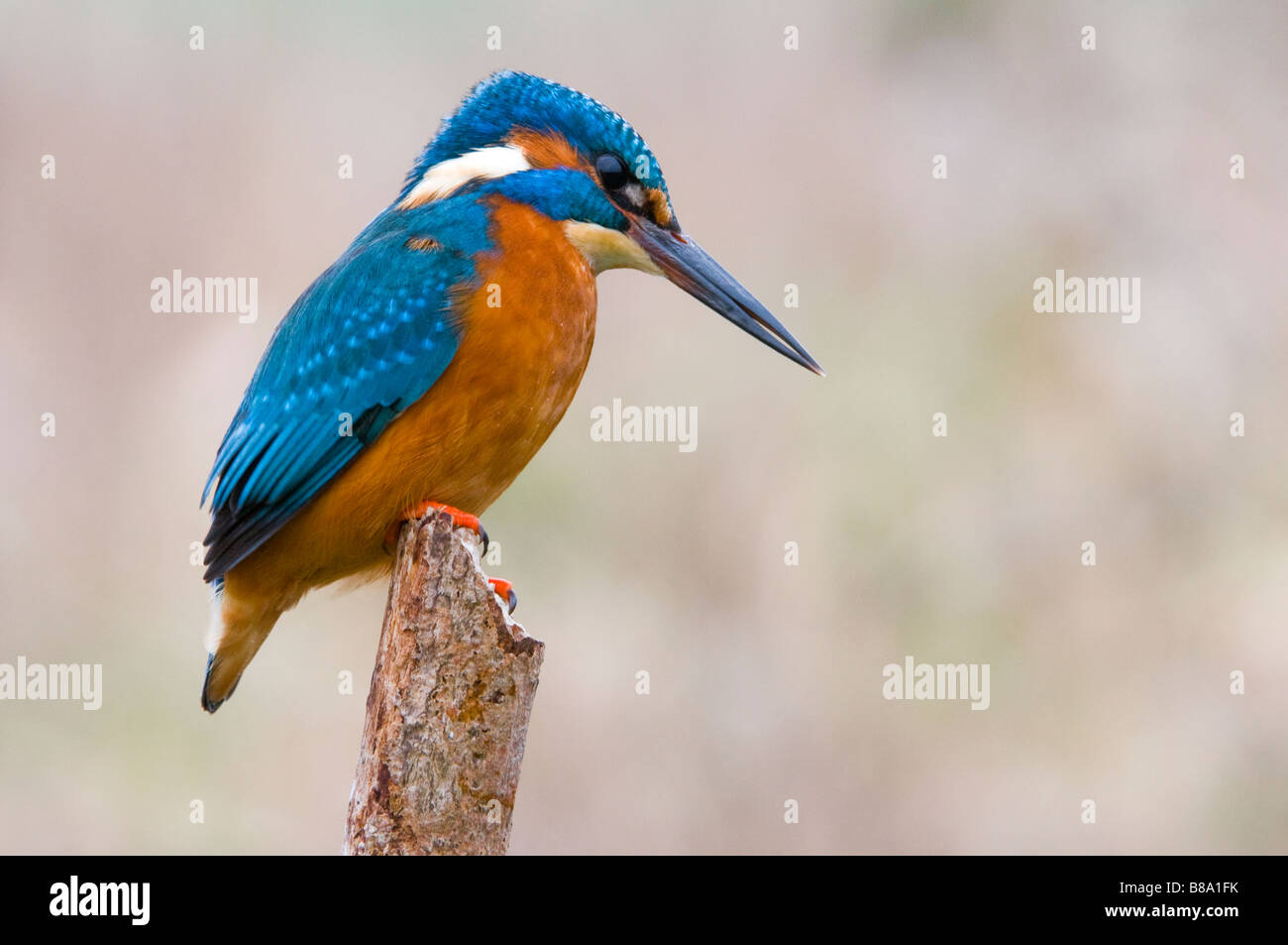 Eisvogel auf Ast Stockfoto