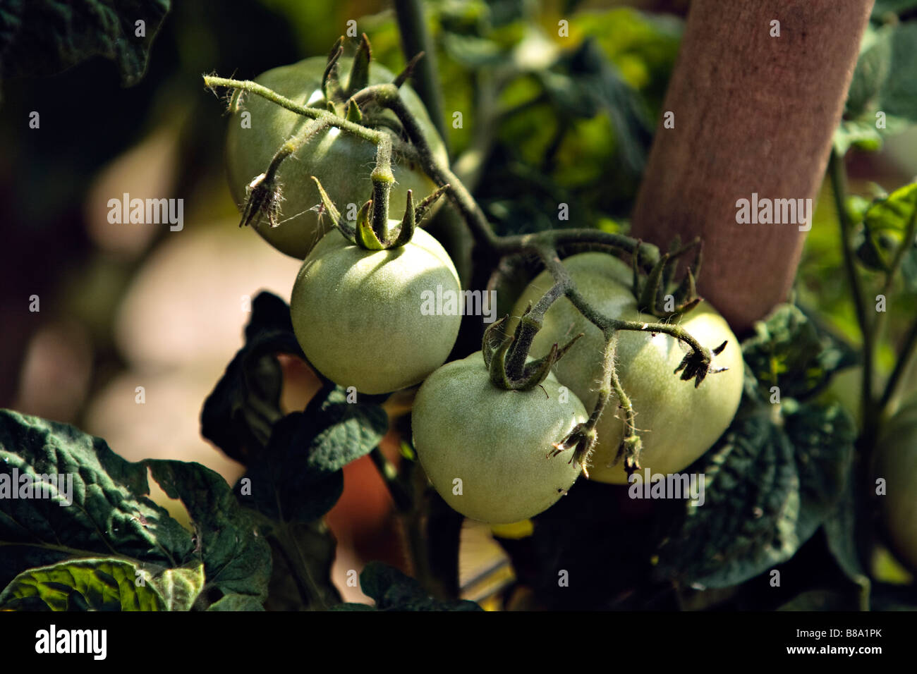 grüne Tomaten Stockfoto