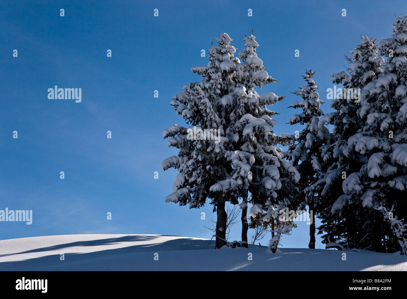Schneebedeckte Tres auf Skipiste mit lebhaften blauen Himmel Stockfoto