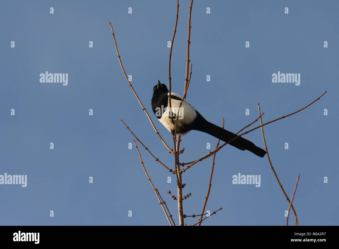 Elster in Baum Stockfoto