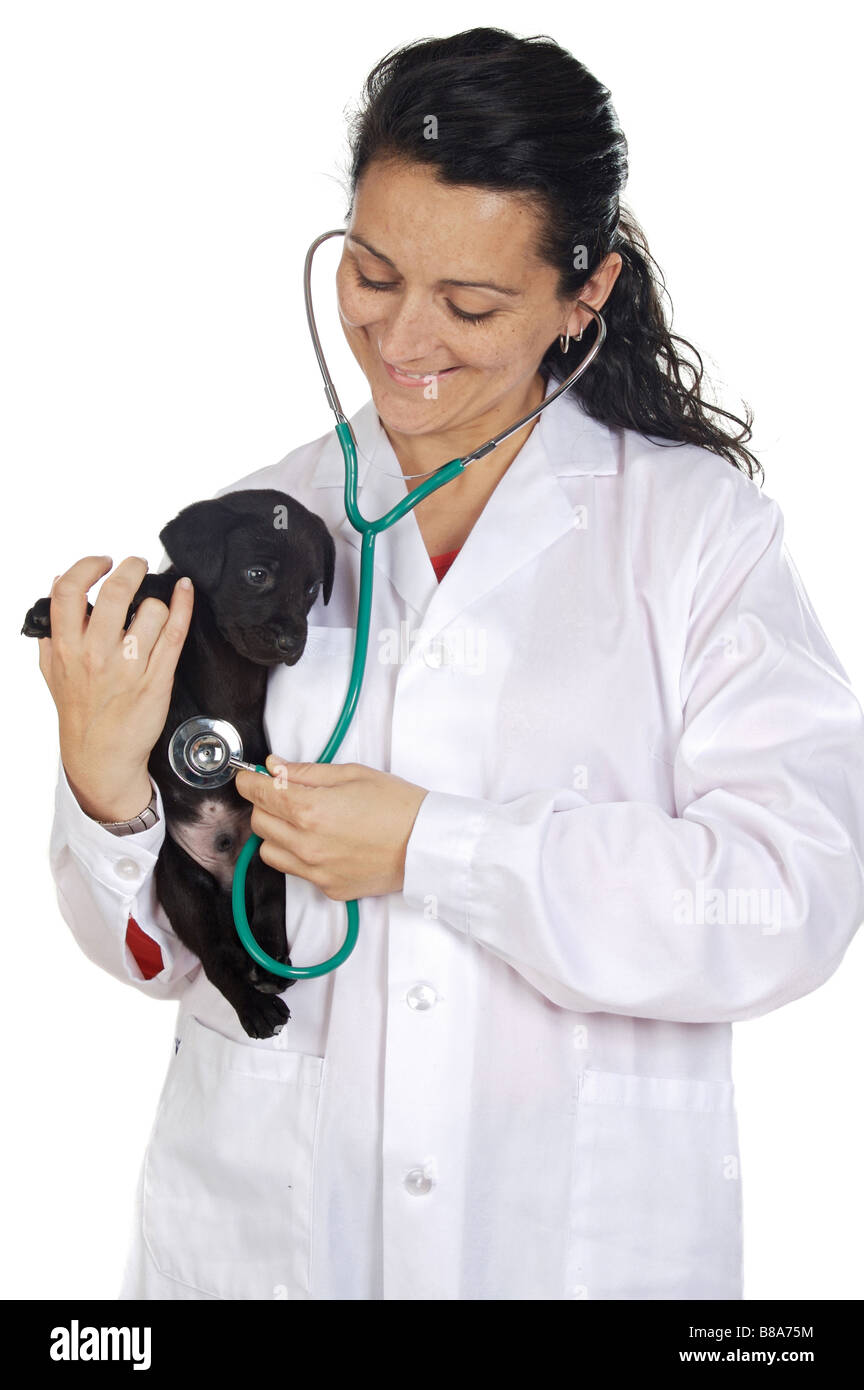 Attraktive Dame Tierarzt vor einem weißen Hintergrund Stockfoto