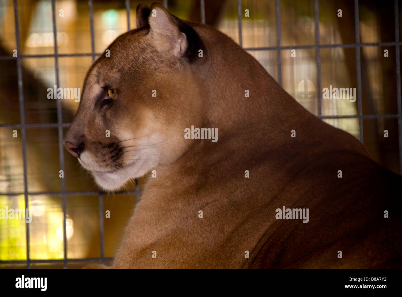 Gefährdete Arten Florida Panther Wootens Airboat Rides Attraktion im Everglades, Florida Stockfoto