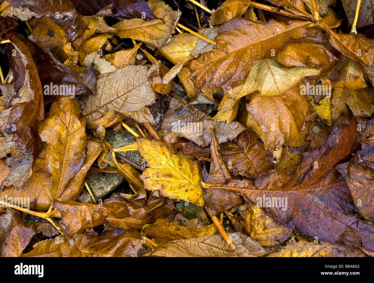 Herbstliche Blattsänfte. Stockfoto