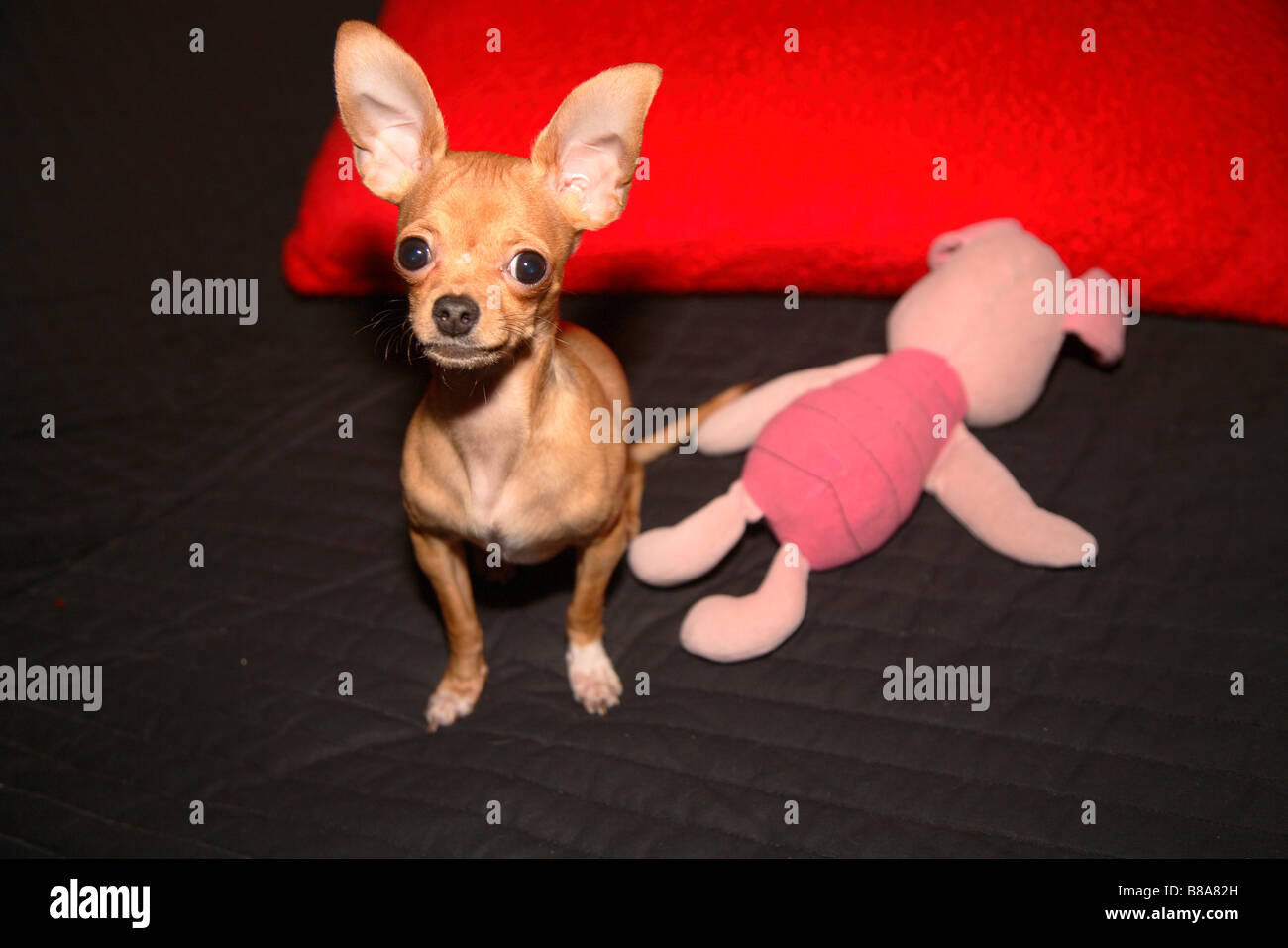 Hund Chihuahua kleine kleine Teetasse chiwawa Stockfoto