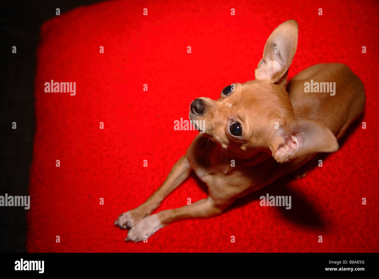 Hund Chihuahua kleine kleine Teetasse chiwawa Stockfoto