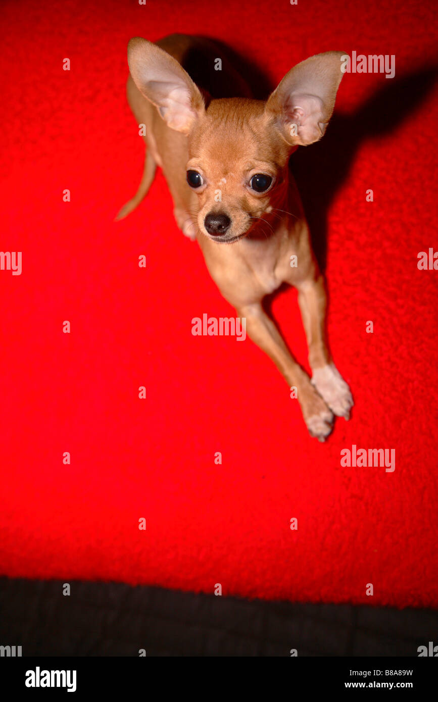 Hund Chihuahua kleine kleine Teetasse chiwawa Stockfoto