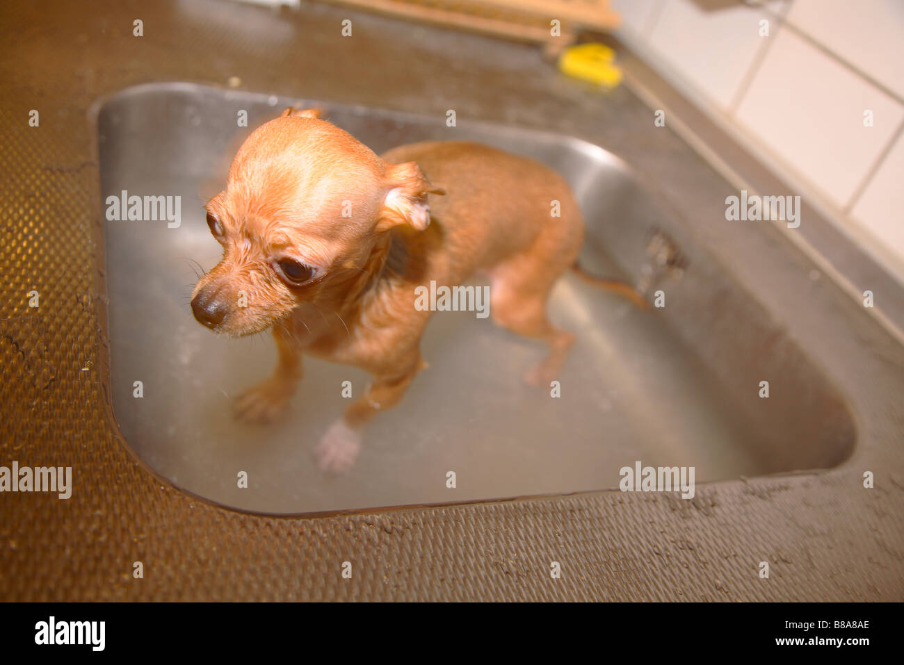Reinigung Waschen Hund Chihuahua chiwawa Stockfoto