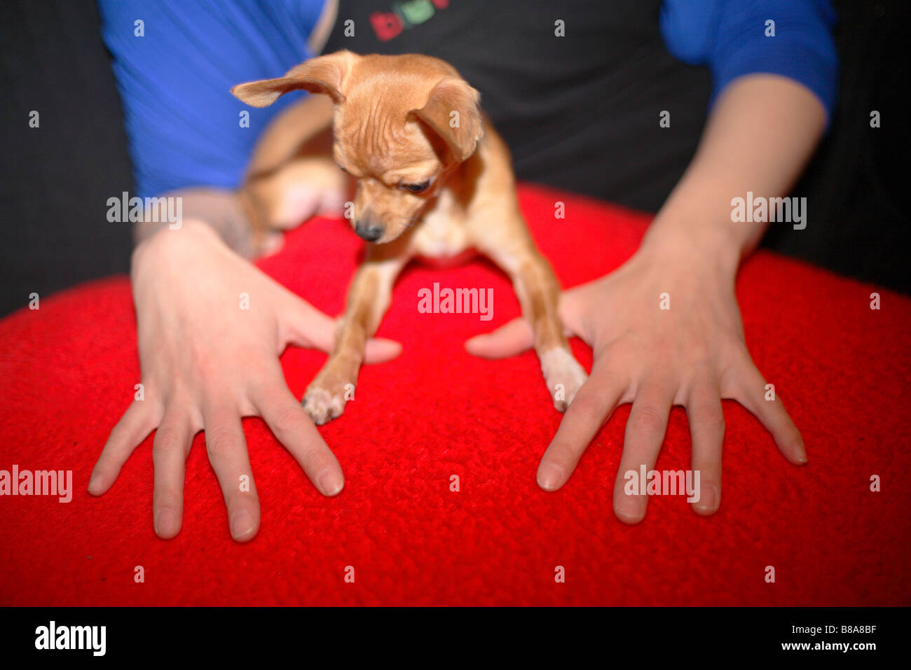 Hund Chihuahua Chiwawa Spielspaß mit Besitzer Stockfoto