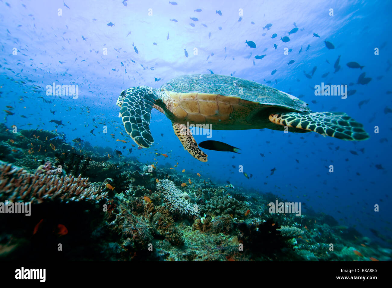Maledivische Schildkröte Stockfoto