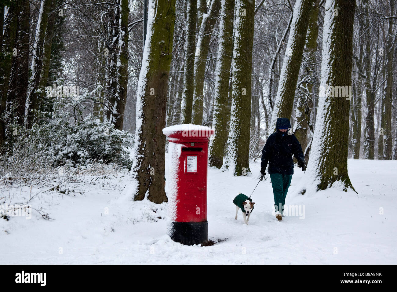 Spaziergang mit dem Hund im Schneesturm Yorkshire England Stockfoto