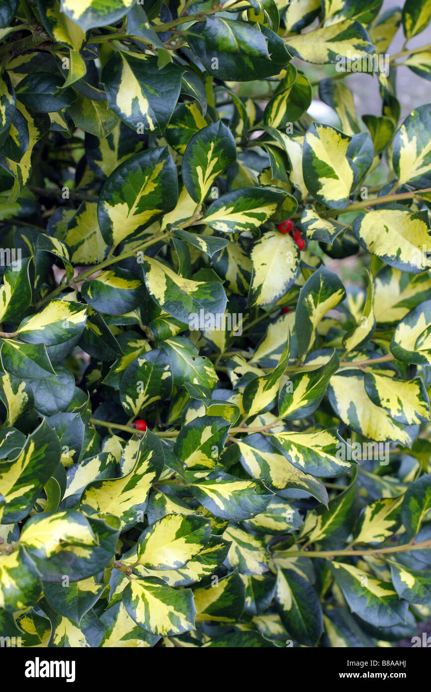 ILEX X ALTACLERENIS RIPLEY GOLD BEI RHS WISLEY GARDEN UK Stockfoto