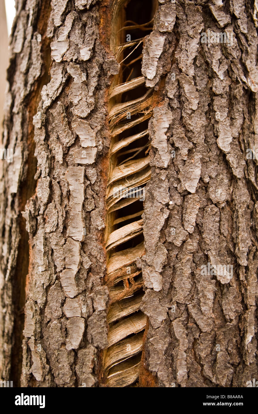 Baum, während ein Sturm Stockfoto