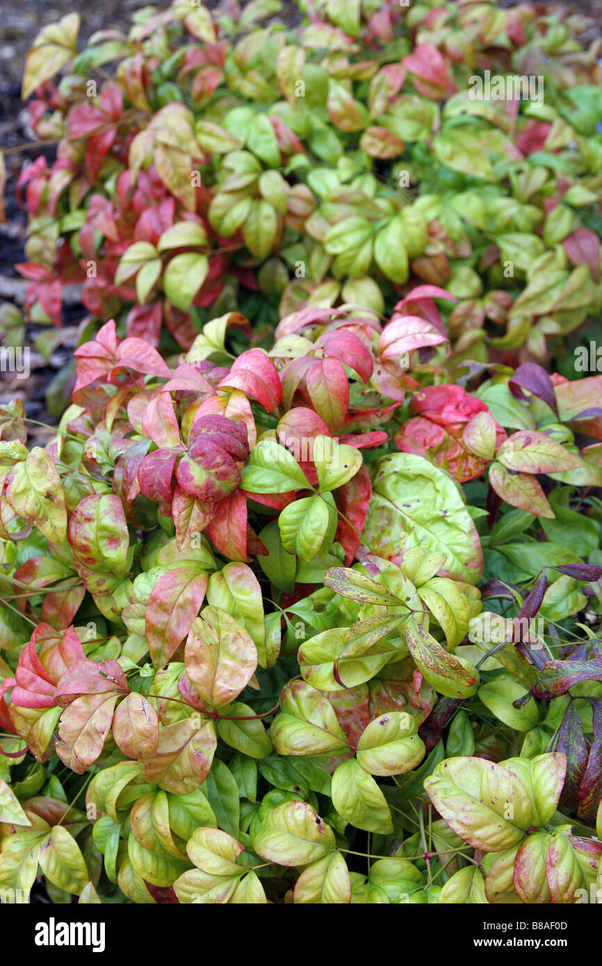NANDINA DOMESTICA FIRE POWER AGM BEI RHS WISLEY GARDEN UK Stockfoto