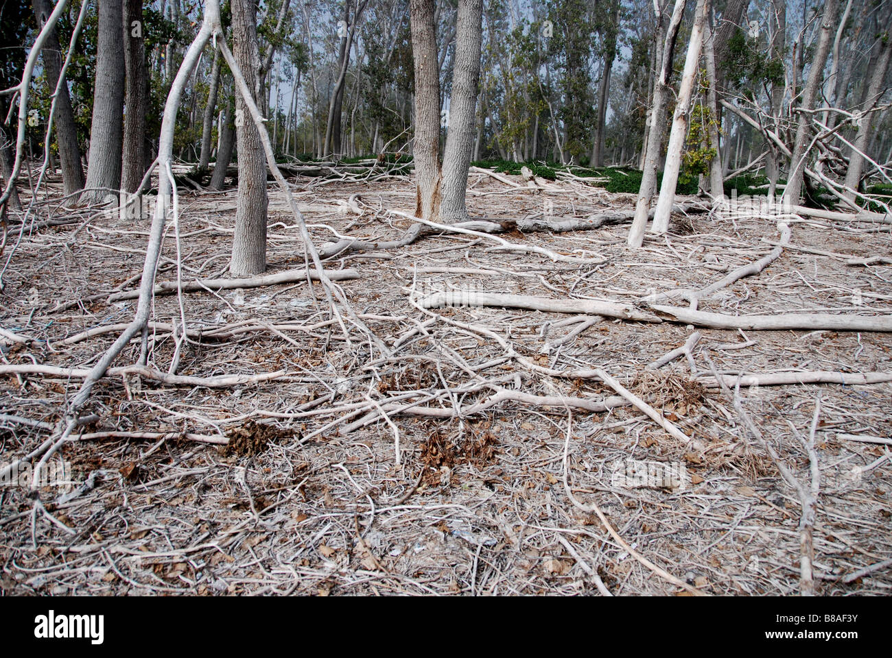 Ein Wald sterbender Bäume, beschädigt durch den Guano von Nordamerikas größtem Uferzuchtgebiet mit nistenden Kormoranen auf Torontos Leslie-Spieß Stockfoto