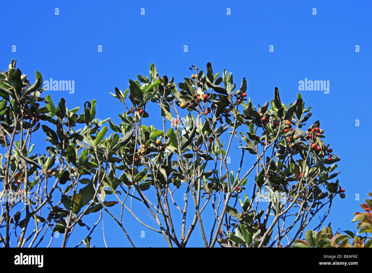 Ein blauer Himmelshintergrund zeigt Pflanze mit roten Früchten Stockfoto