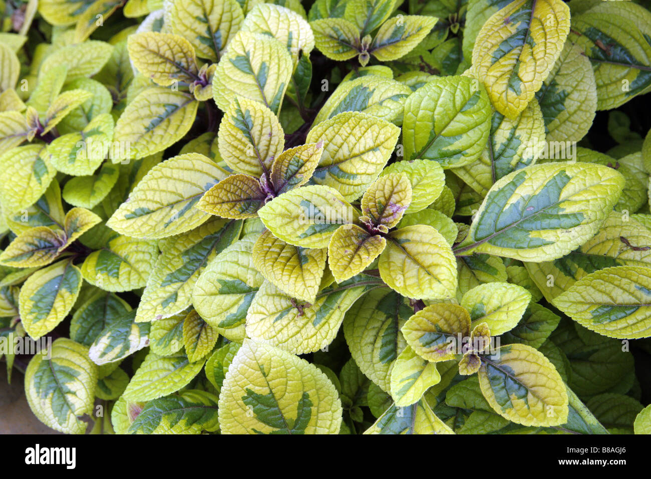 PLECTRANTHUS CILIATUS EINFACH GOLD Stockfoto