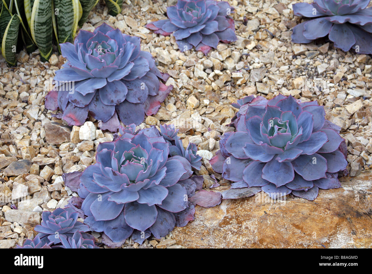 ECHEVERIA NACHLEUCHTEN BEI RHS WISLEY GARDEN UK Stockfoto