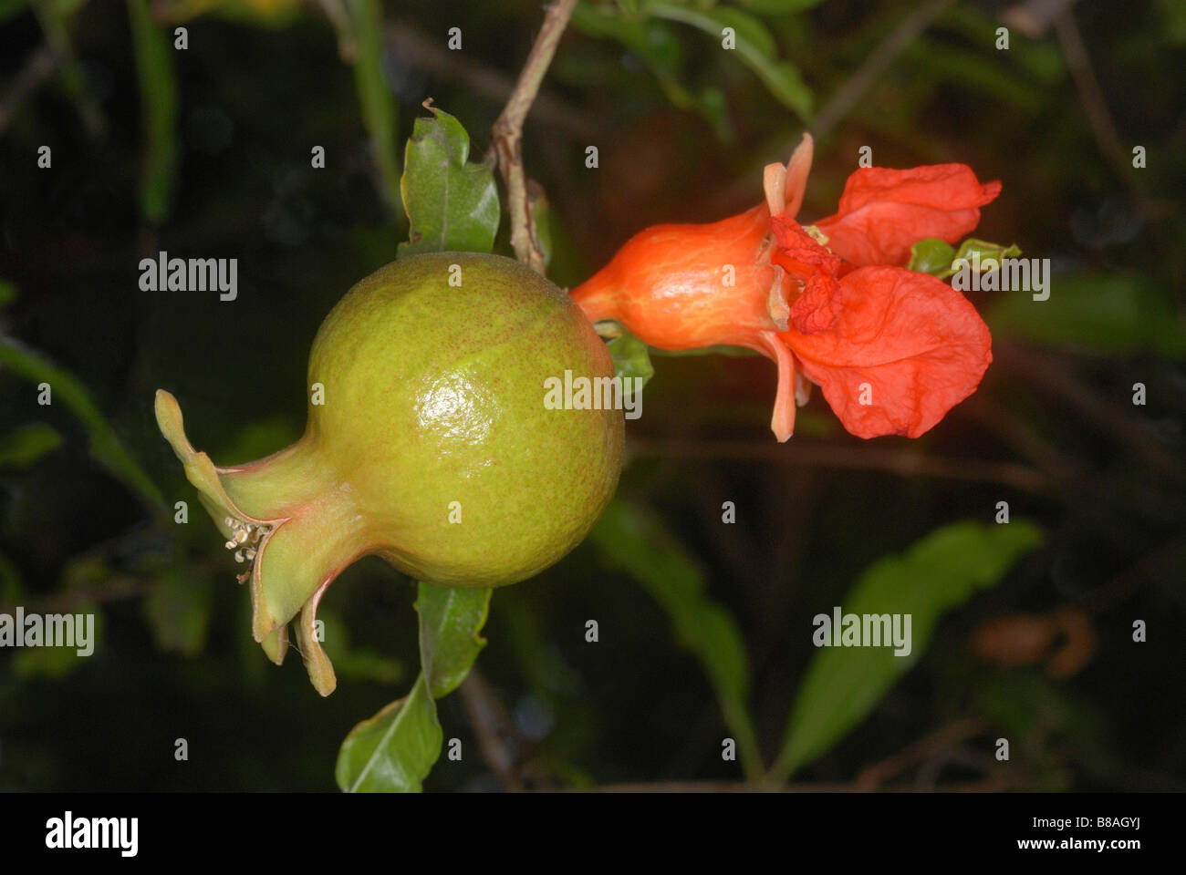 Blüte und unreife Frucht der Granatapfelbaum (Punica Granatum). Stockfoto