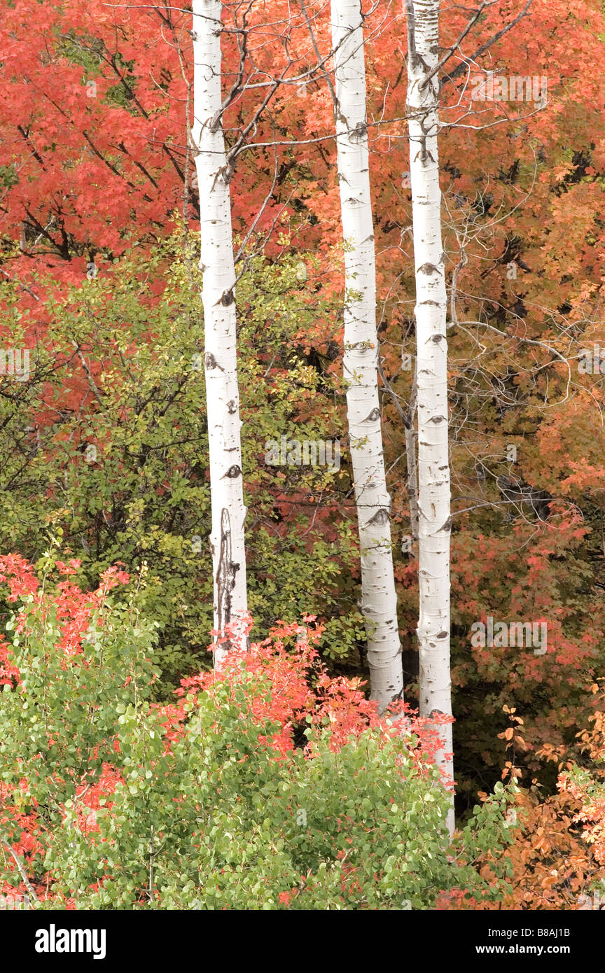 Stand der weißen Rinde Bäume im Herbst mit gelb rot Orange Blätter Cottonwood Aspen Baum Stockfoto