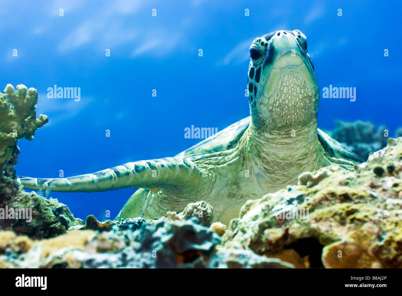 Suppenschildkröte (Chelonia Mydas) Sipadan Celebes-See Stockfoto