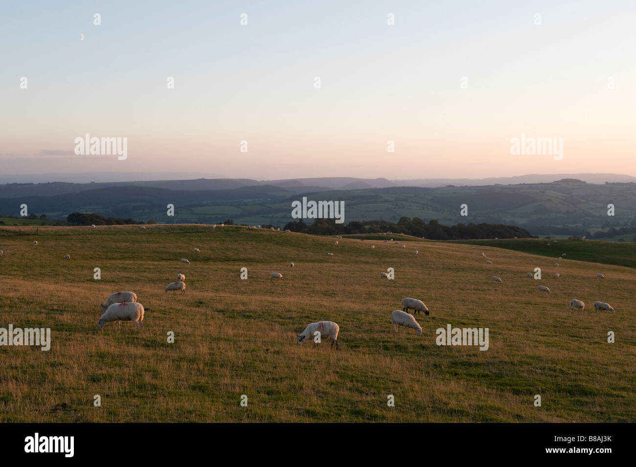 Schafe grasen friedlich in der Dämmerung auf Stonewall Hill (Reeves Hill) in den walisischen Grenzen, bis vor kurzem die Website eines geplanten Windparks Stockfoto