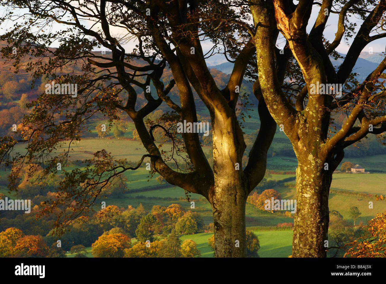 Herbstfarben in der Nähe von North Wales Capel Garmon, Snowdonia-Nationalpark Stockfoto