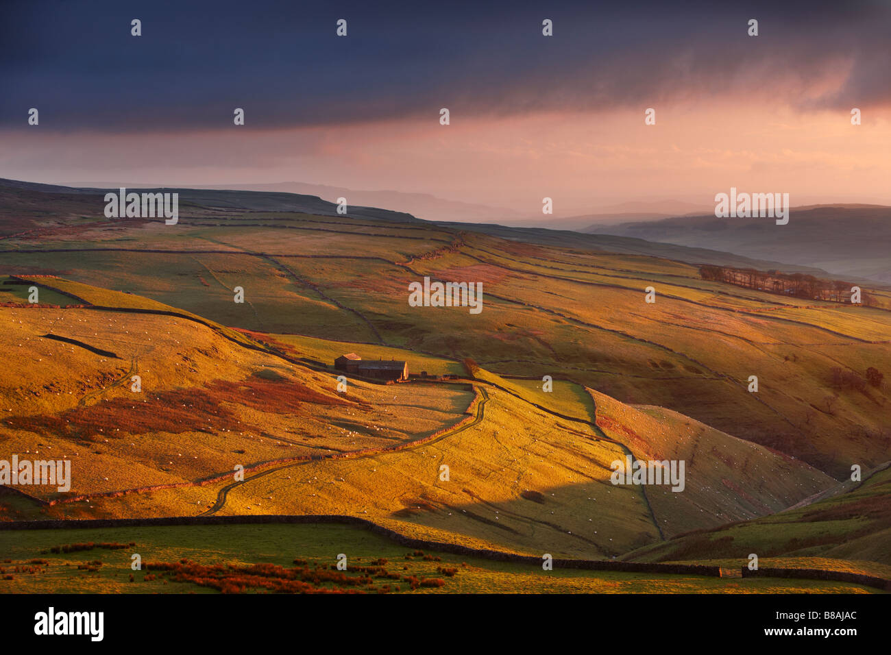 Abendlicht auf die Steinwände und Farmen von Wharfedale, nr Kettlewell, Yorkshire Dales National Park, England, UK Stockfoto