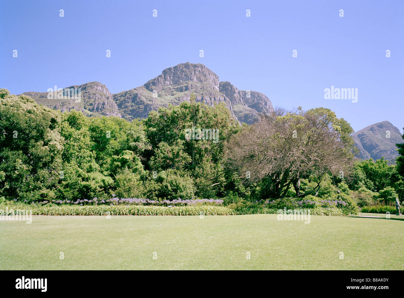 Der botanische Garten von Kirstenbosch in Kapstadt in Südafrika in