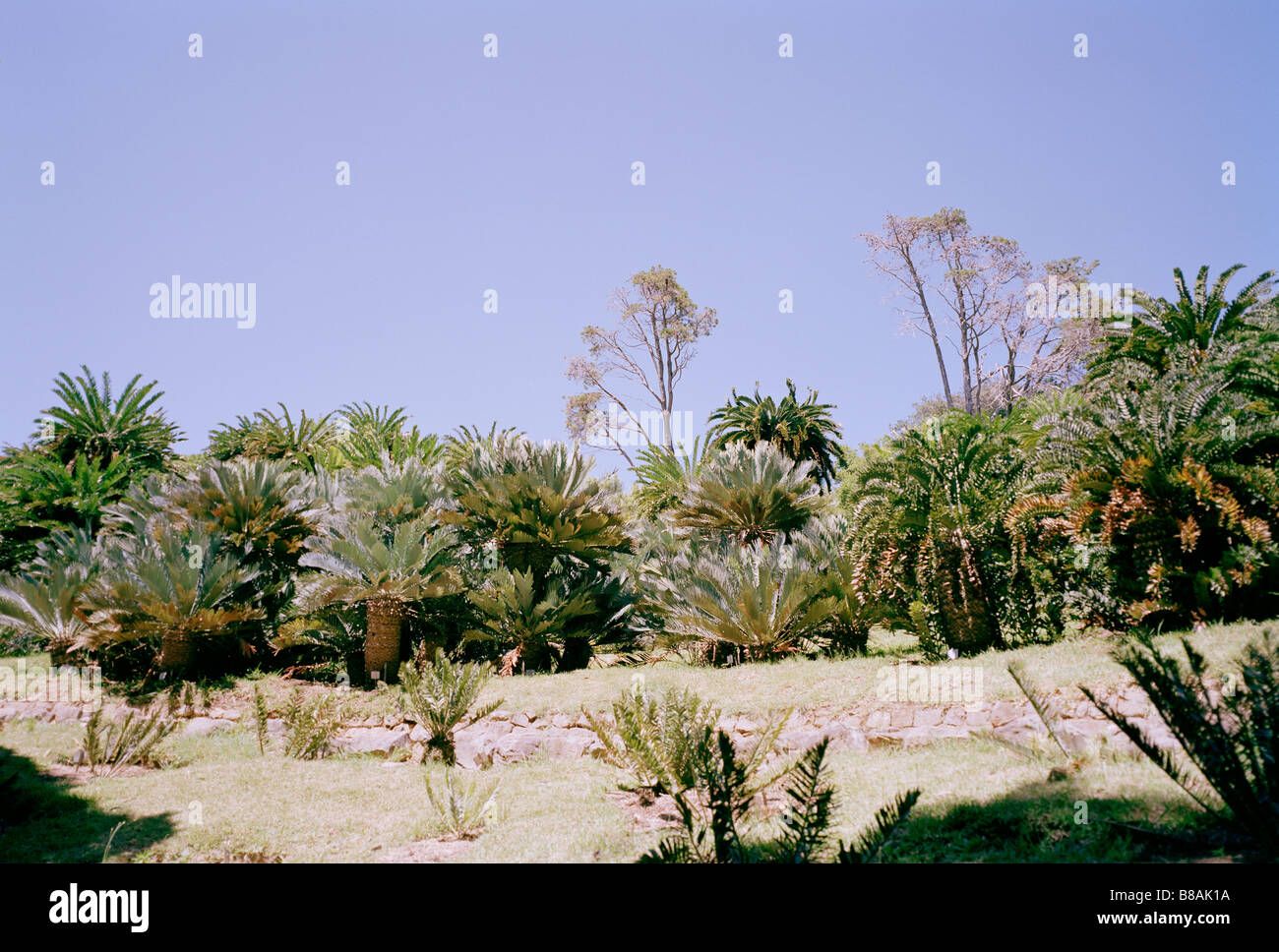 Der botanische Garten von Kirstenbosch in Kapstadt in Südafrika in Afrika südlich der Sahara. Biologie Gartenbau Garten Natur Pflanzen Botanik reisen Blume Stockfoto