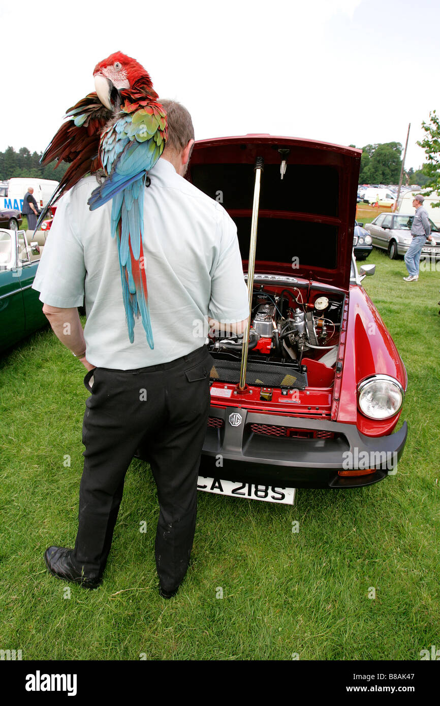 MG rote Oldtimer-sprechende Papagei Geschichte Fahrzeug Vintage Antipoden symbol Sammler alter golden Autofahren Transport Restaurierung Stockfoto