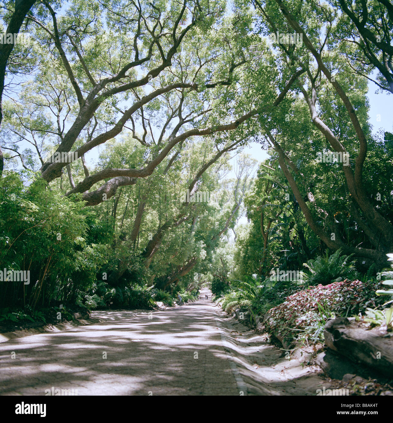 Kampfer Avenue an der botanische Garten von Kirstenbosch in Kapstadt in Südafrika in Afrika südlich der Sahara. Biologie Gartenbau Garten Natur Pflanzen Botanik Stockfoto