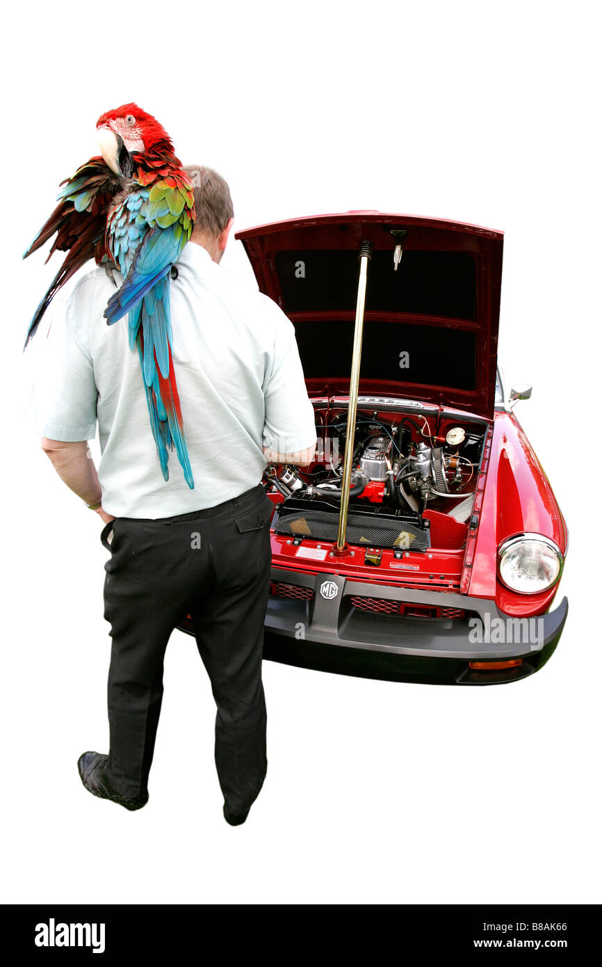 MG rote Oldtimer-sprechende Papagei Geschichte Fahrzeug Vintage Antipoden symbol Sammler alter golden Autofahren Transport Restaurierung Stockfoto