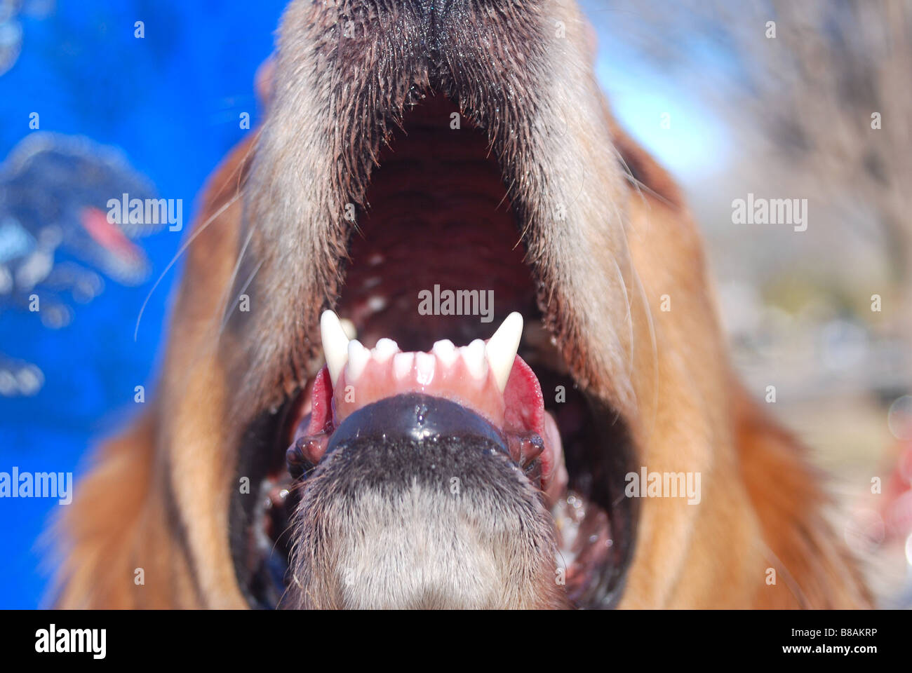 Nahaufnahme der unteren Zähne von einem gähnenden golden retriever Stockfoto