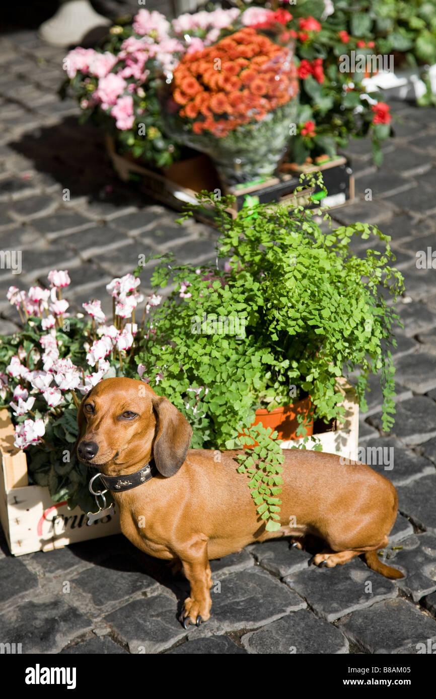 Eine braune, Daschund Hund sitzt neben einige Blüten, während sie darauf warteten, dass sein Besitzer zurückzukehren. Stockfoto