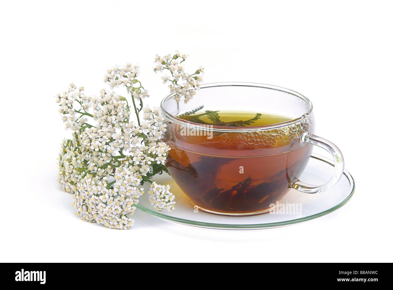 Tee Schafgarbe Tee Schafgarbe 01 Stockfoto