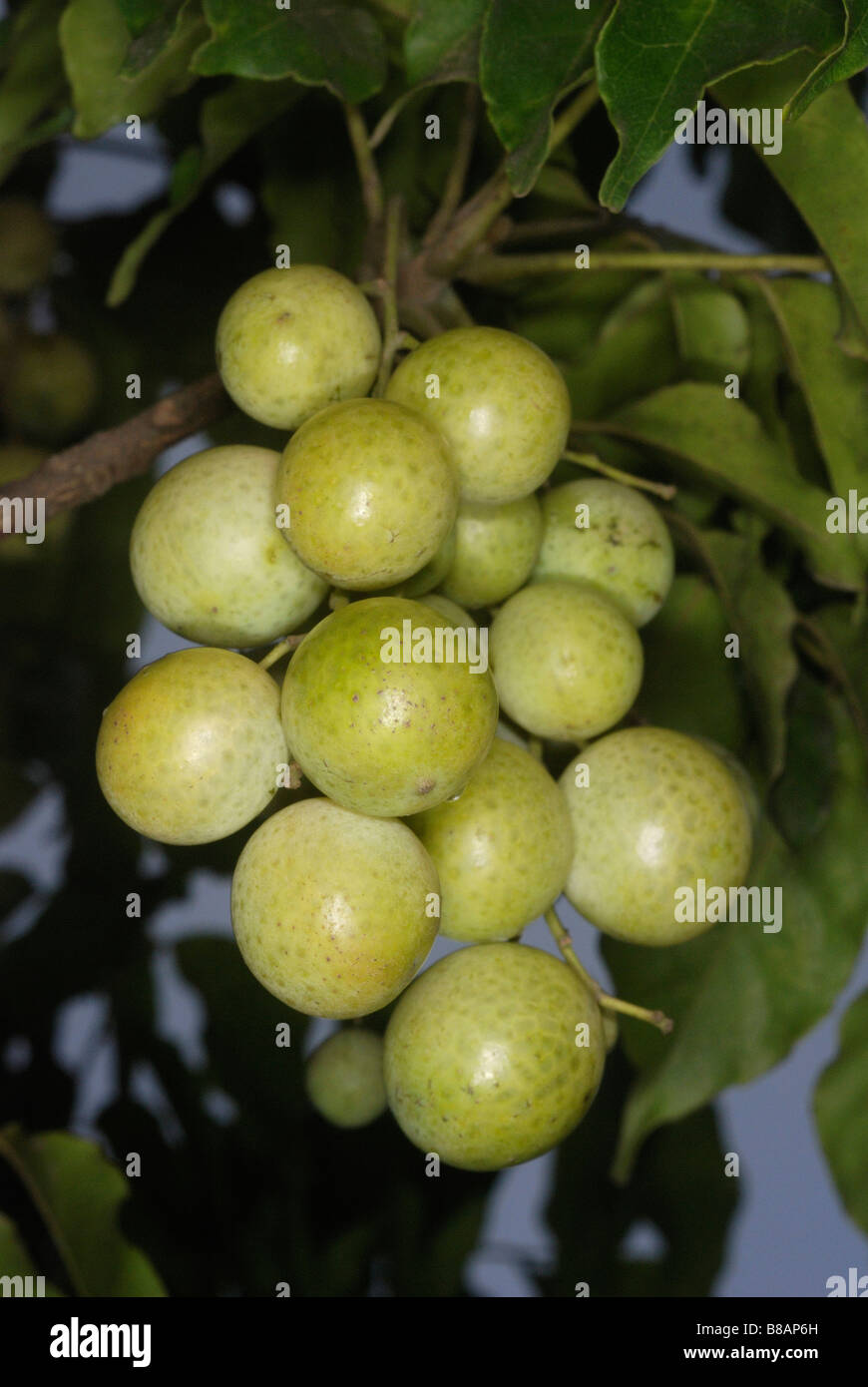 Frucht des Clausena SP. wilden Verwandten des Werks Curry Leaf hat Blätter, die stark aromatisch wenn zerkleinert werden. Stockfoto