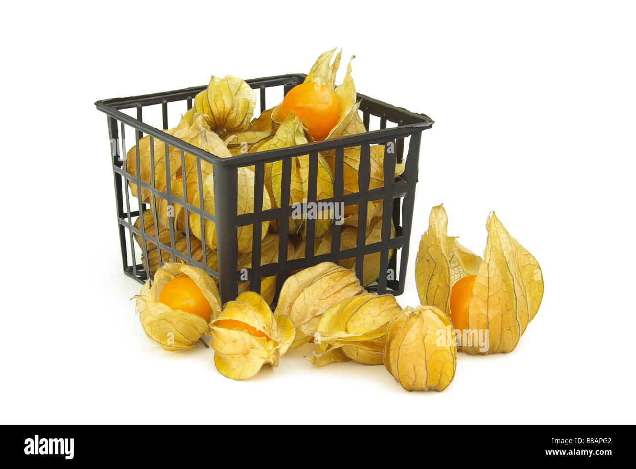 Physalis-02 Stockfoto